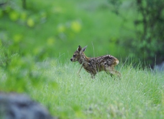 photoverconature - FAUNE DIVERS