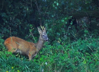 photoverconature - FAUNE DIVERS