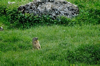 photoverconature - FAUNE DIVERS