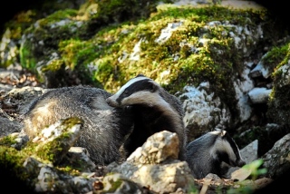 photoverconature - FAUNE DIVERS