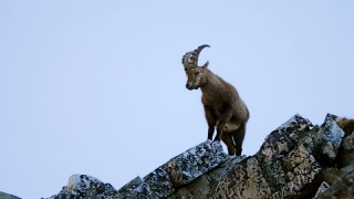 photoverconature - FAUNE DIVERS