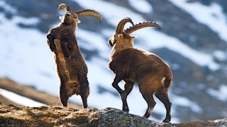 photoverconature - FAUNE DIVERS