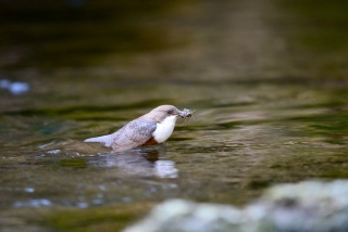 photoverconature - FAUNE DIVERS