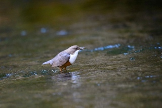 photoverconature - FAUNE DIVERS