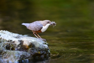 photoverconature - FAUNE DIVERS