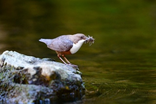 photoverconature - FAUNE DIVERS