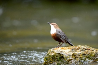 photoverconature - FAUNE DIVERS