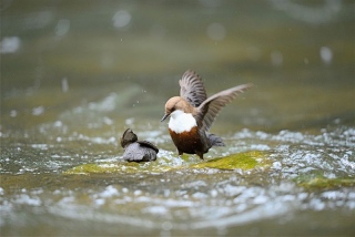 photoverconature - FAUNE DIVERS