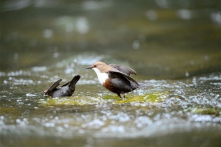 photoverconature - FAUNE DIVERS