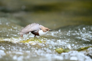 photoverconature - FAUNE DIVERS