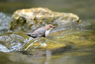 photoverconature - FAUNE DIVERS