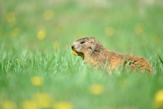 photoverconature - FAUNE DIVERS