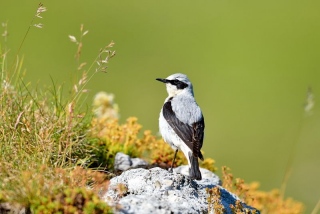 photoverconature - FAUNE DIVERS