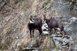 photoverconature - FAUNE DIVERS