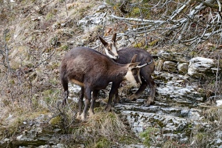 photoverconature - FAUNE DIVERS