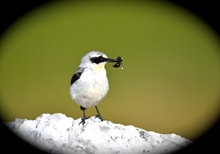 photoverconature - FAUNE DIVERS