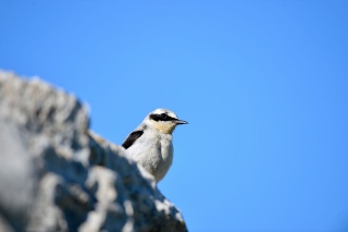 photoverconature - FAUNE DIVERS