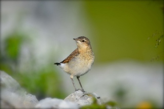 photoverconature - FAUNE DIVERS