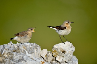 photoverconature - FAUNE DIVERS