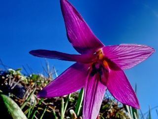 photoverconature - FLEURS