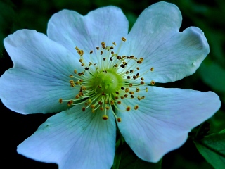 photoverconature - FLEURS