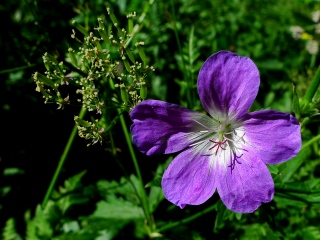 photoverconature - FLEURS