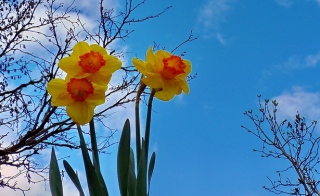 photoverconature - FLEURS
