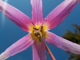 photoverconature - FLEURS