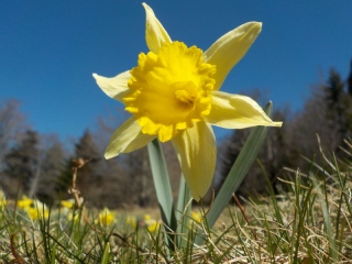 photoverconature - FLEURS