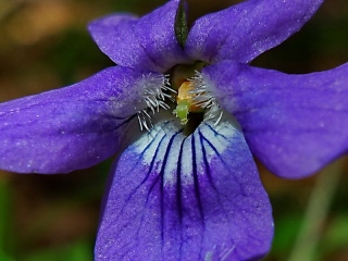 photoverconature - FLEURS