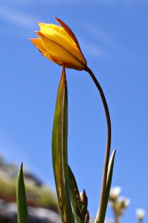 photoverconature - FLEURS