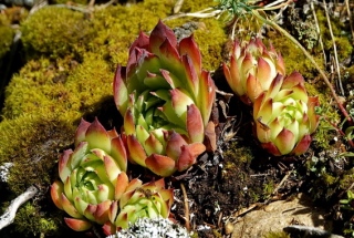 photoverconature - FLEURS