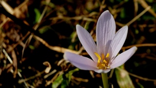 photoverconature - FLEURS