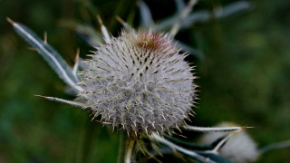 photoverconature - FLEURS