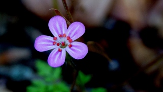 photoverconature - FLEURS