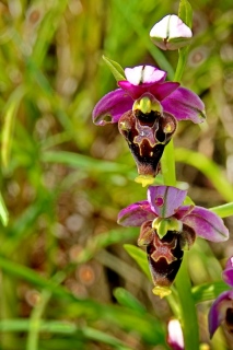 photoverconature - FLEURS