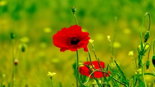 photoverconature - FLEURS