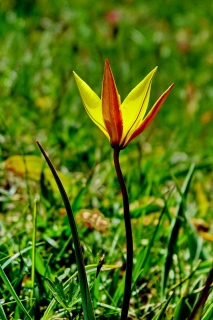 photoverconature - FLEURS