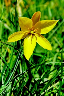 photoverconature - FLEURS