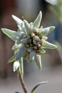photoverconature - FLEURS