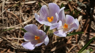 photoverconature - FLEURS