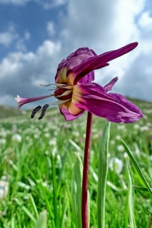 photoverconature - FLEURS