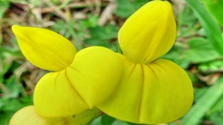 photoverconature - FLEURS