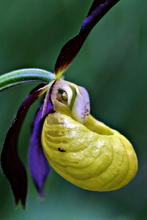 photoverconature - FLEURS
