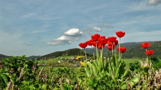 photoverconature - FLEURS
