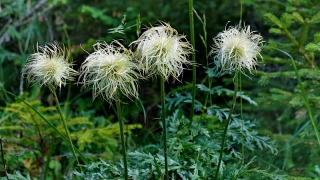 photoverconature - FLEURS