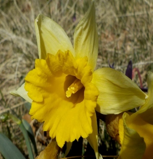 photoverconature - FLEURS