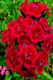 photoverconature - FLEURS
