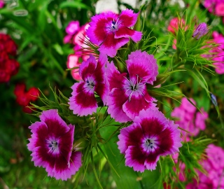 photoverconature - FLEURS