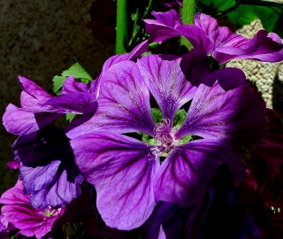 photoverconature - FLEURS